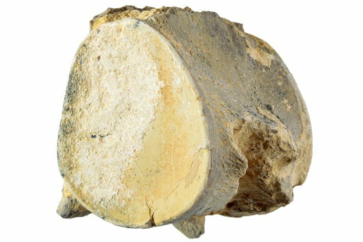 Fossil Mosasaur (Platecarpus) Caudal Vertebra - Kansas #229631